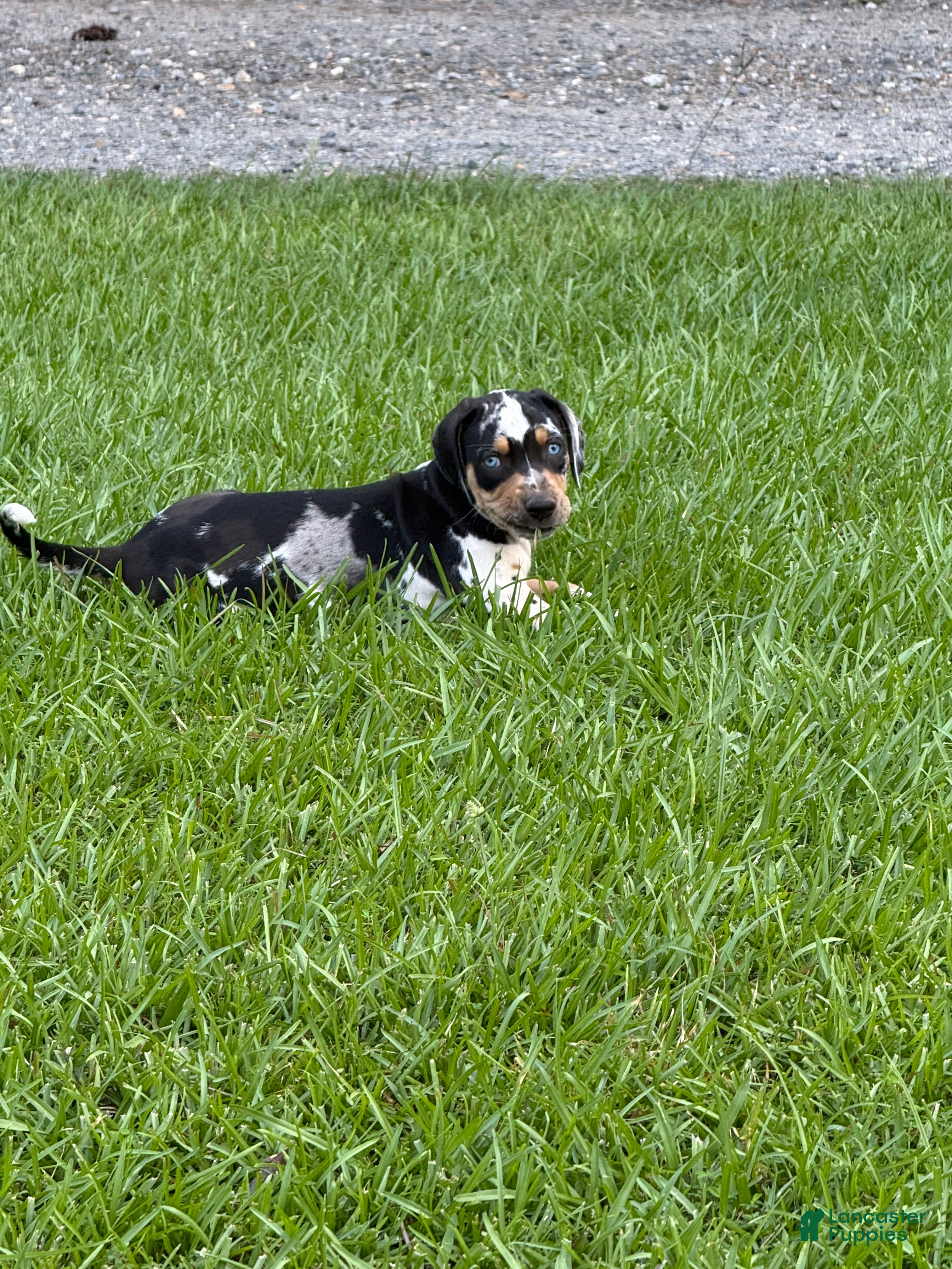 Catahoula Leopard Dog dogs Blue Leopard Boy #3 - Ad 1