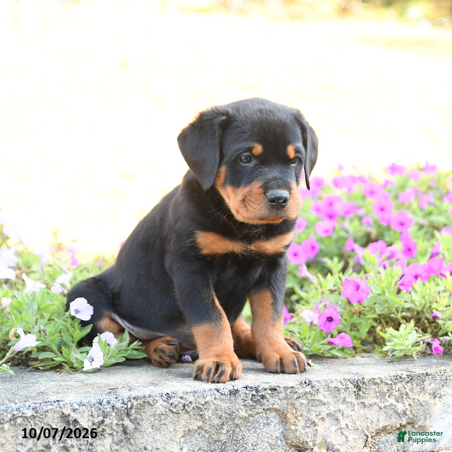 Doberman Pinscher dogs Blake - Ad 2