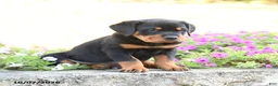 Doberman Pinscher dogs for sale: Blake - Ad 2