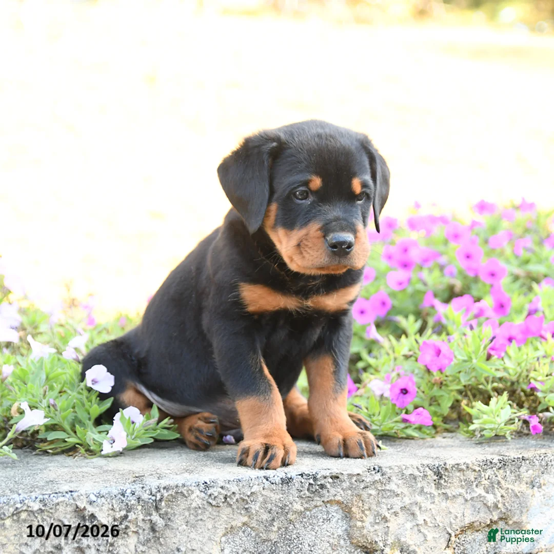 Doberman Pinscher dogs for sale: Blake - Ad 2