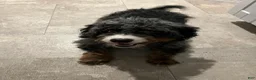 Bernedoodle dogs for sale: Bo - Ad 7
