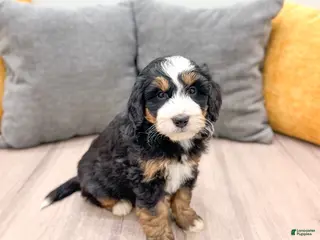 Mini Bernedoodle dogs Maddie - Ad 16