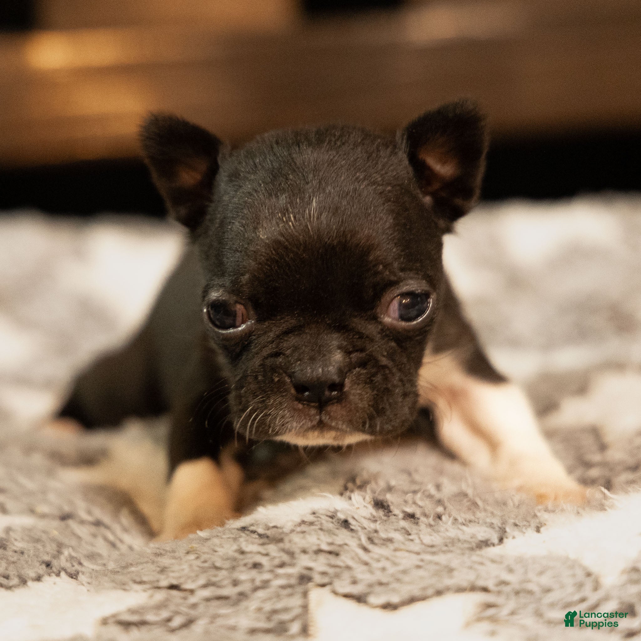 Boston Terrier dogs Grace - Ad 3