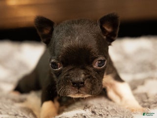 Boston Terrier dogs Grace - Ad 19