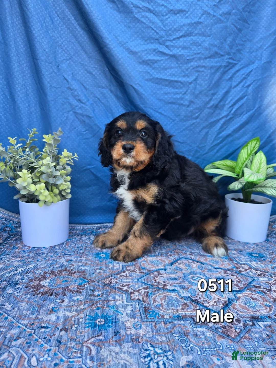 Cavapoo dogs for sale: Cavapoo Puppy 3 - Ad 1