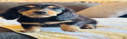 Miniature Dachshund dogs for sale: AKC Longhair Black & Tan Mini Dachshund Girl - Ad 4