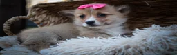 Welsh Corgi Pembroke dogs for sale: Shelby🎀 - Ad 4