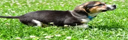 Beagle dogs for sale: Ved - Ad 8
