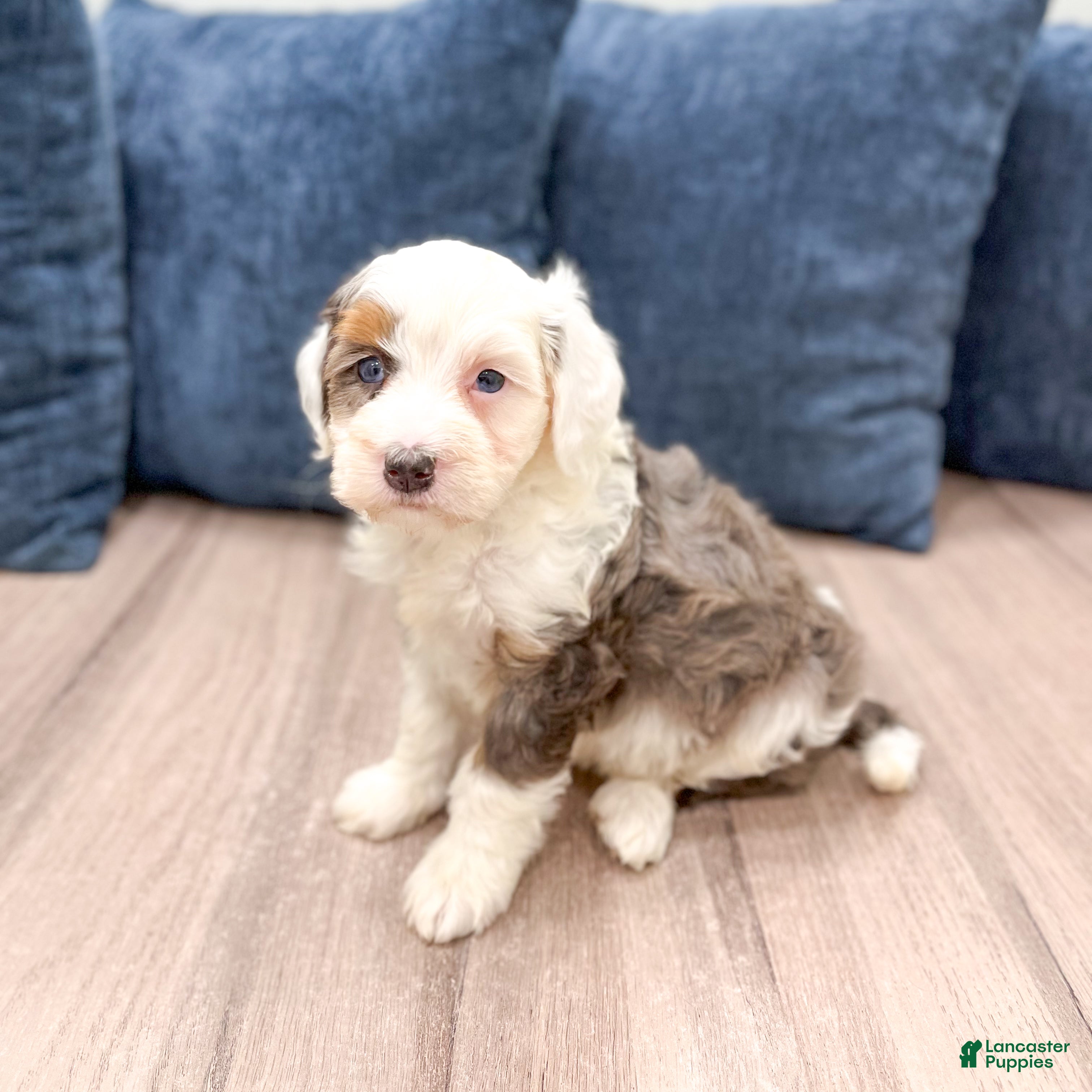 Mini Bernedoodle dogs Lucy - Ad 1