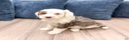 Mini Bernedoodle dogs for sale: Lucy - Ad 1