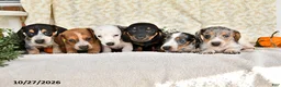 Miniature Dachshund dogs for sale: Joy - Ad 5