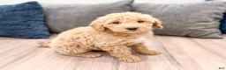 Miniature Labradoodle dogs for sale: Kacey - Ad 3