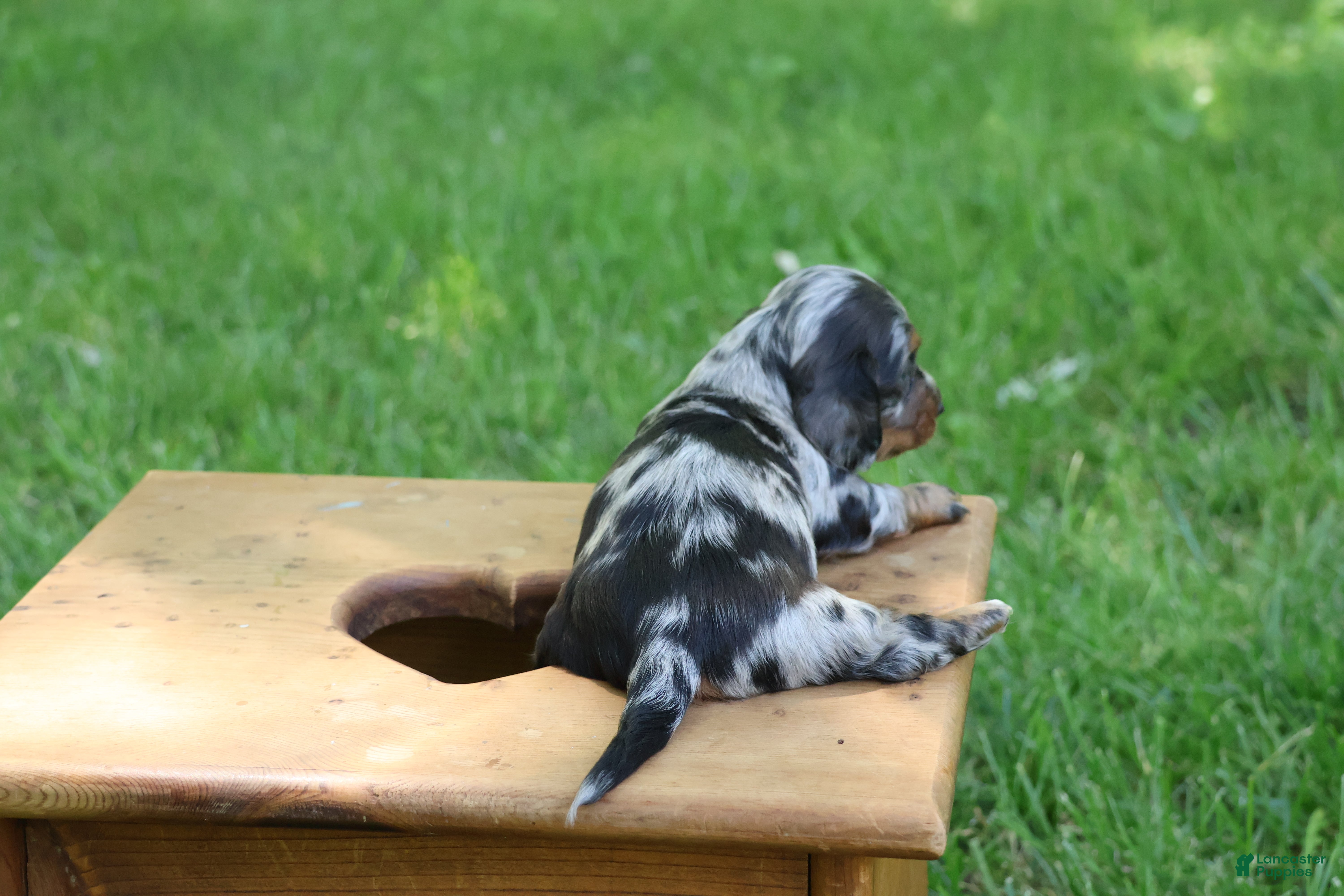 Miniature Dachshund dogs Mini Dachshund: Kevin - Ad 2