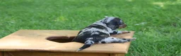 Miniature Dachshund dogs for sale: Mini Dachshund: Kevin - Ad 2