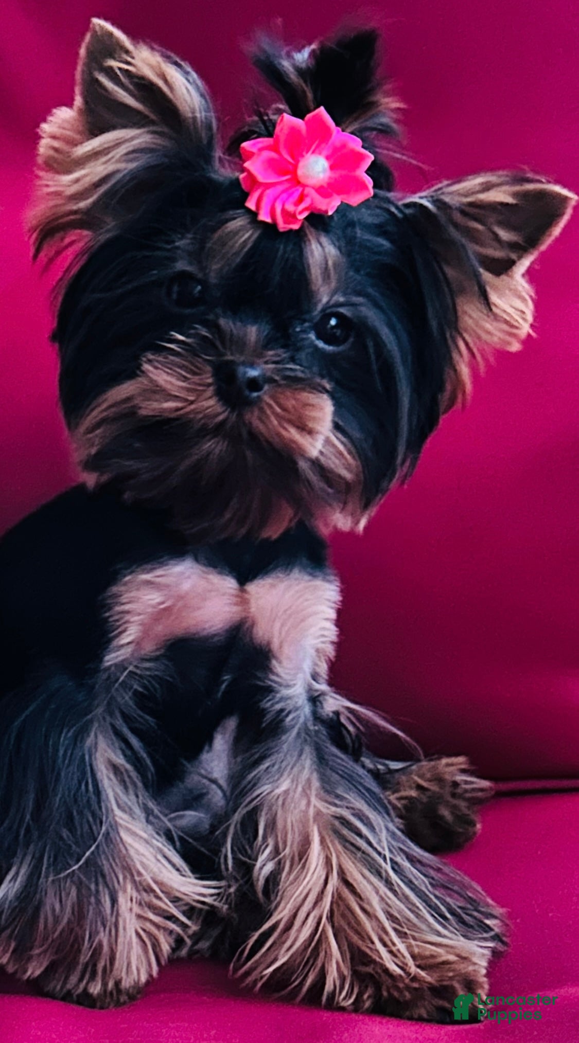 Yorkshire Terrier dogs Yorkshire Terrier Puppy 2 - Ad 2