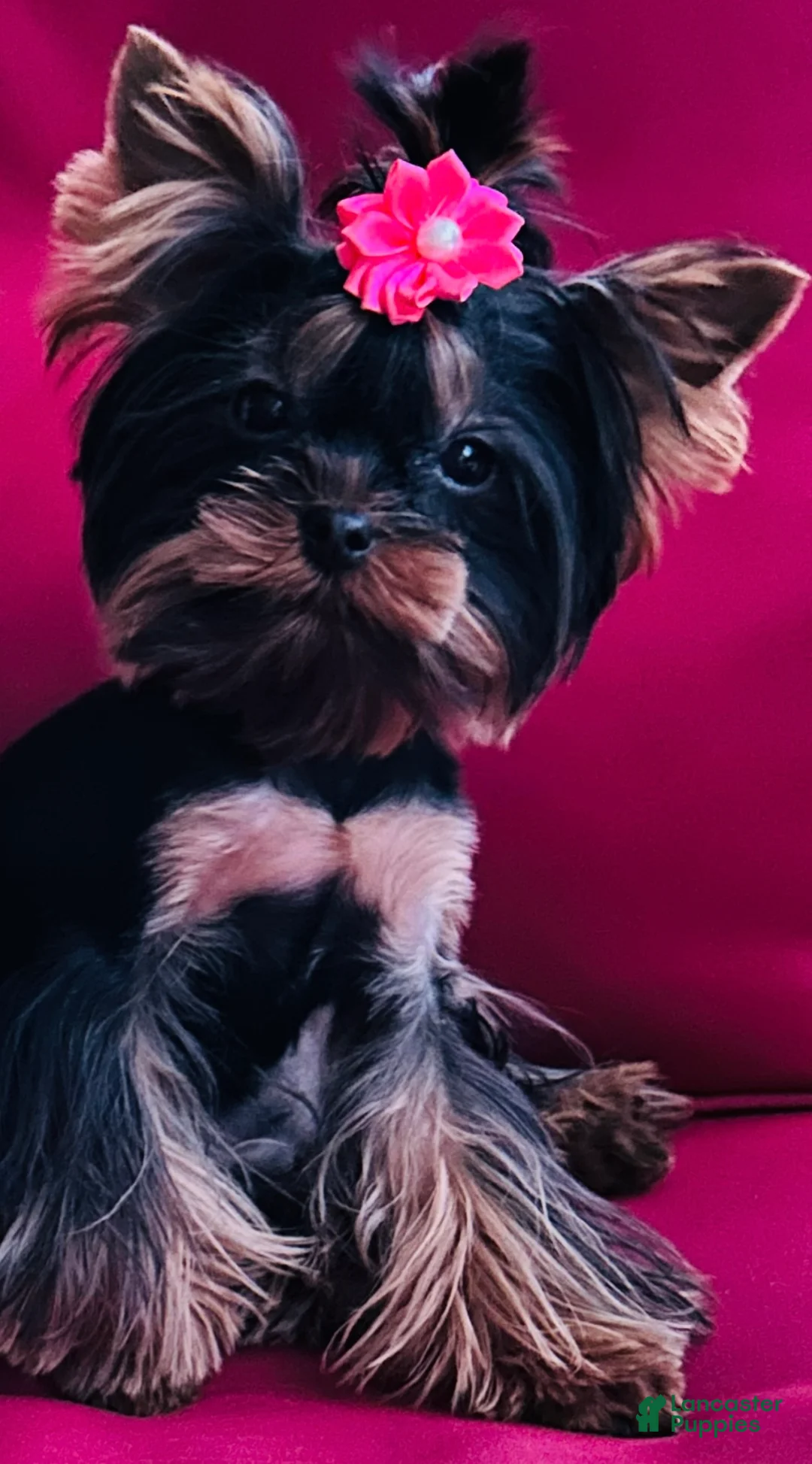 Yorkshire Terrier dogs for sale: Yorkshire Terrier Puppy 4 - Ad 4