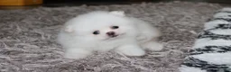 Pomeranian dogs for sale: Reese - Ad 13