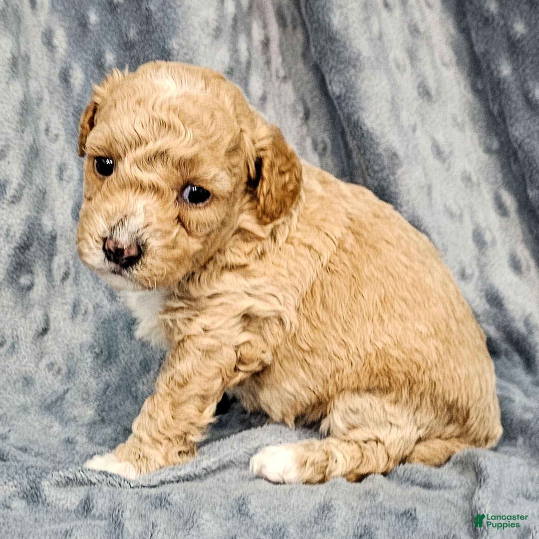 Standard Poodle dogs for sale: Cloud - Ad 3