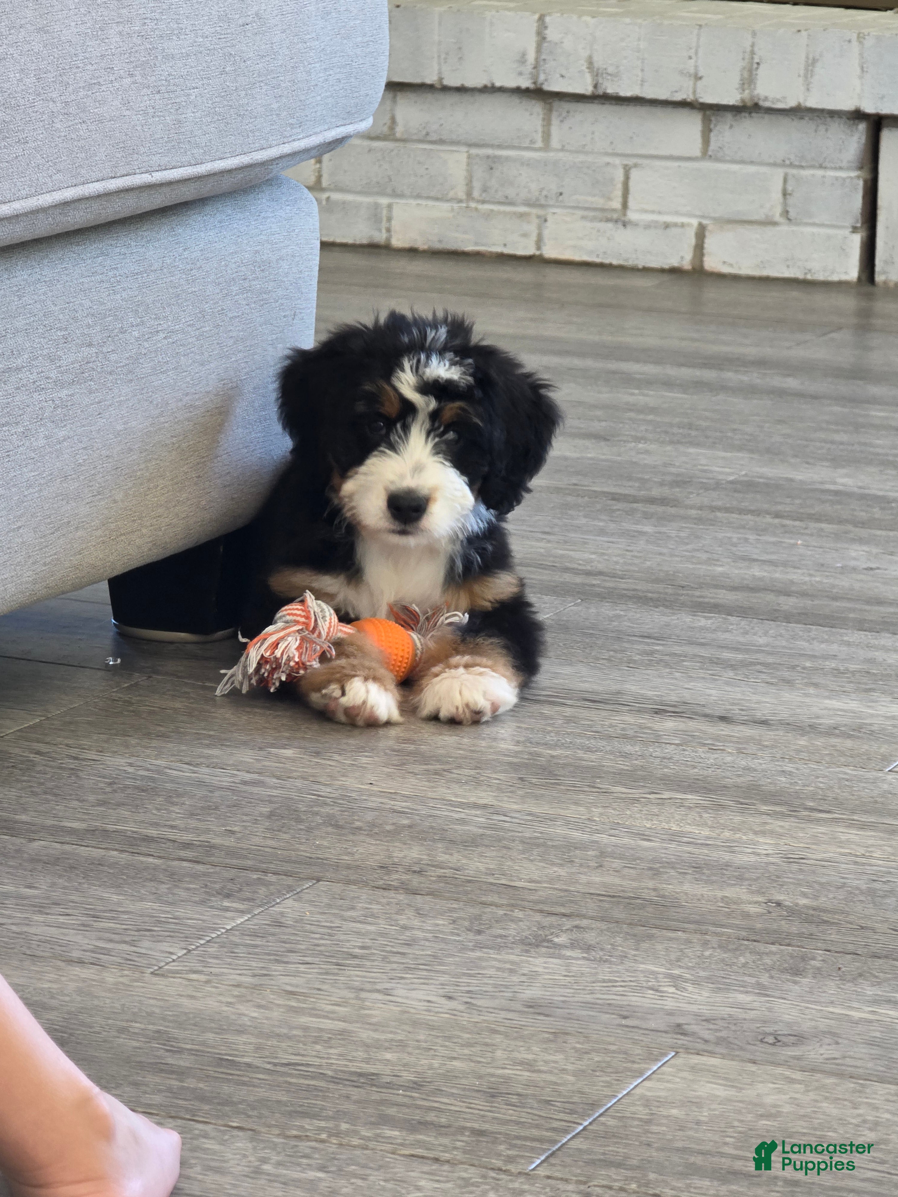 Bernedoodle dogs Parker - Ad 2