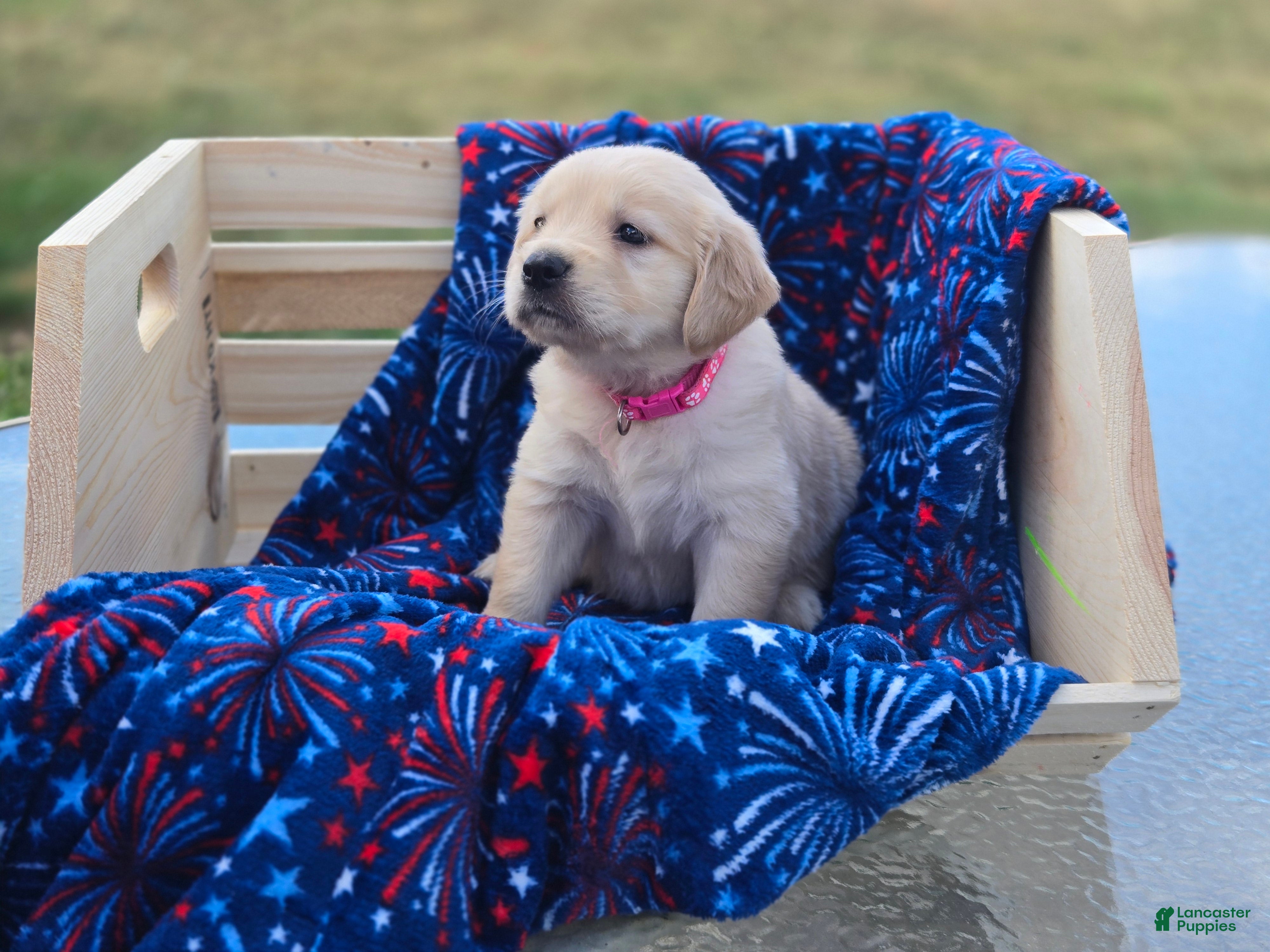 Golden Retriever dogs Golden Retriever 1 - Ad 36