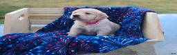 Golden Retriever dogs for sale: Golden Retriever 1 - Ad 1