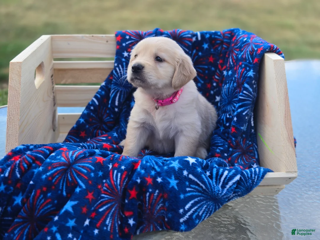 Golden Retriever dogs for sale: Golden Retriever 1 - Ad 1
