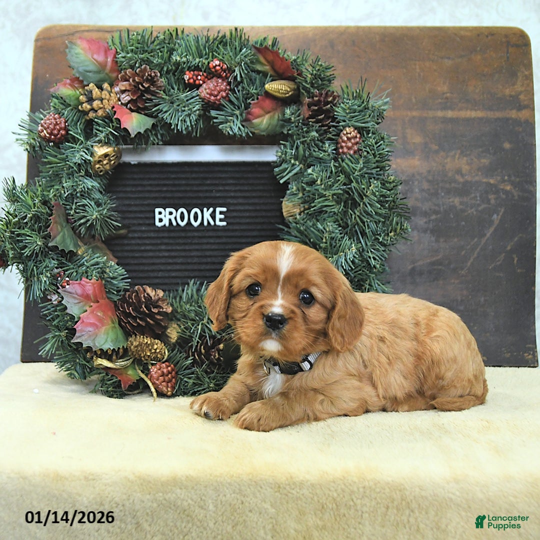 Cavalier King Charles Spaniel dogs for sale: Brooke - Ad 5
