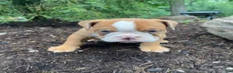 English Bulldog dogs for sale: Harley - Ad 6