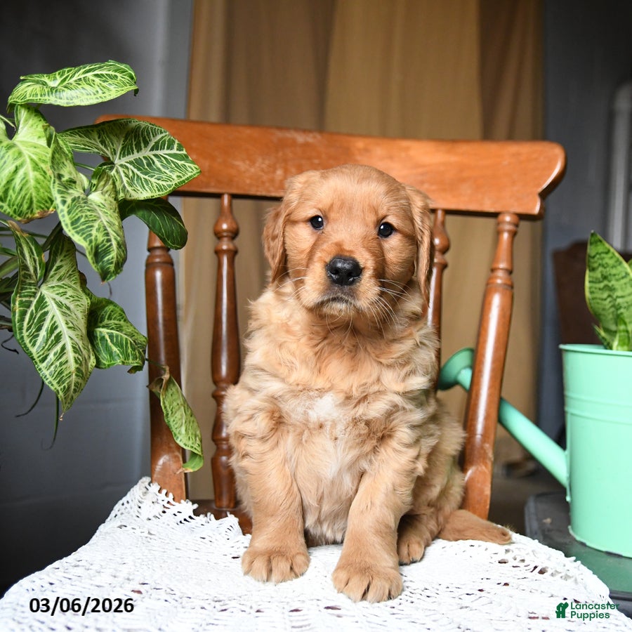Golden Retriever dogs Cherry - Ad 2