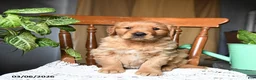 Golden Retriever dogs for sale: Cherry - Ad 2