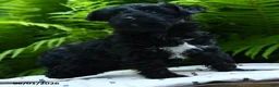 Yorkiepoo dogs for sale: Confetti - Ad 3
