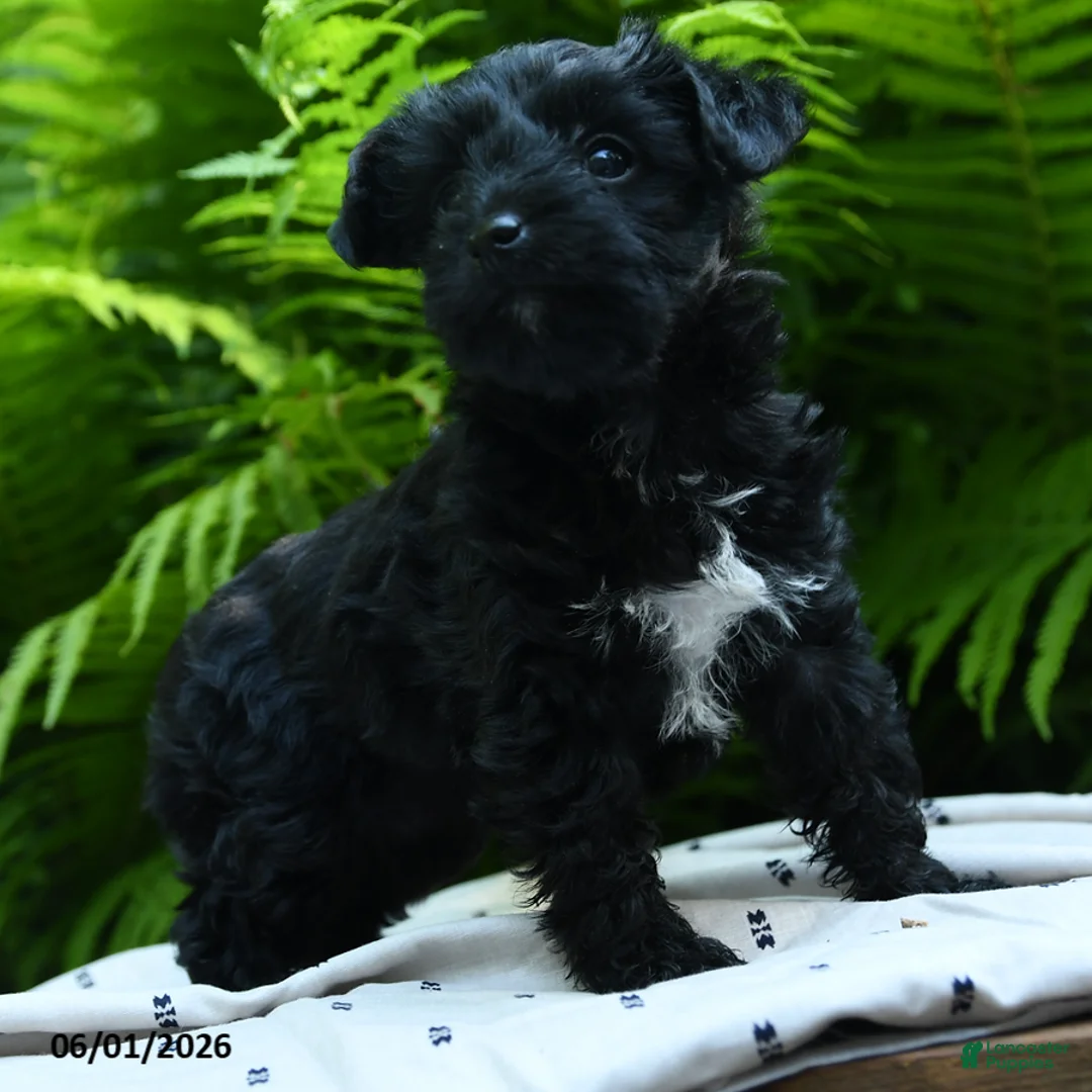 Yorkiepoo dogs for sale: Confetti - Ad 3