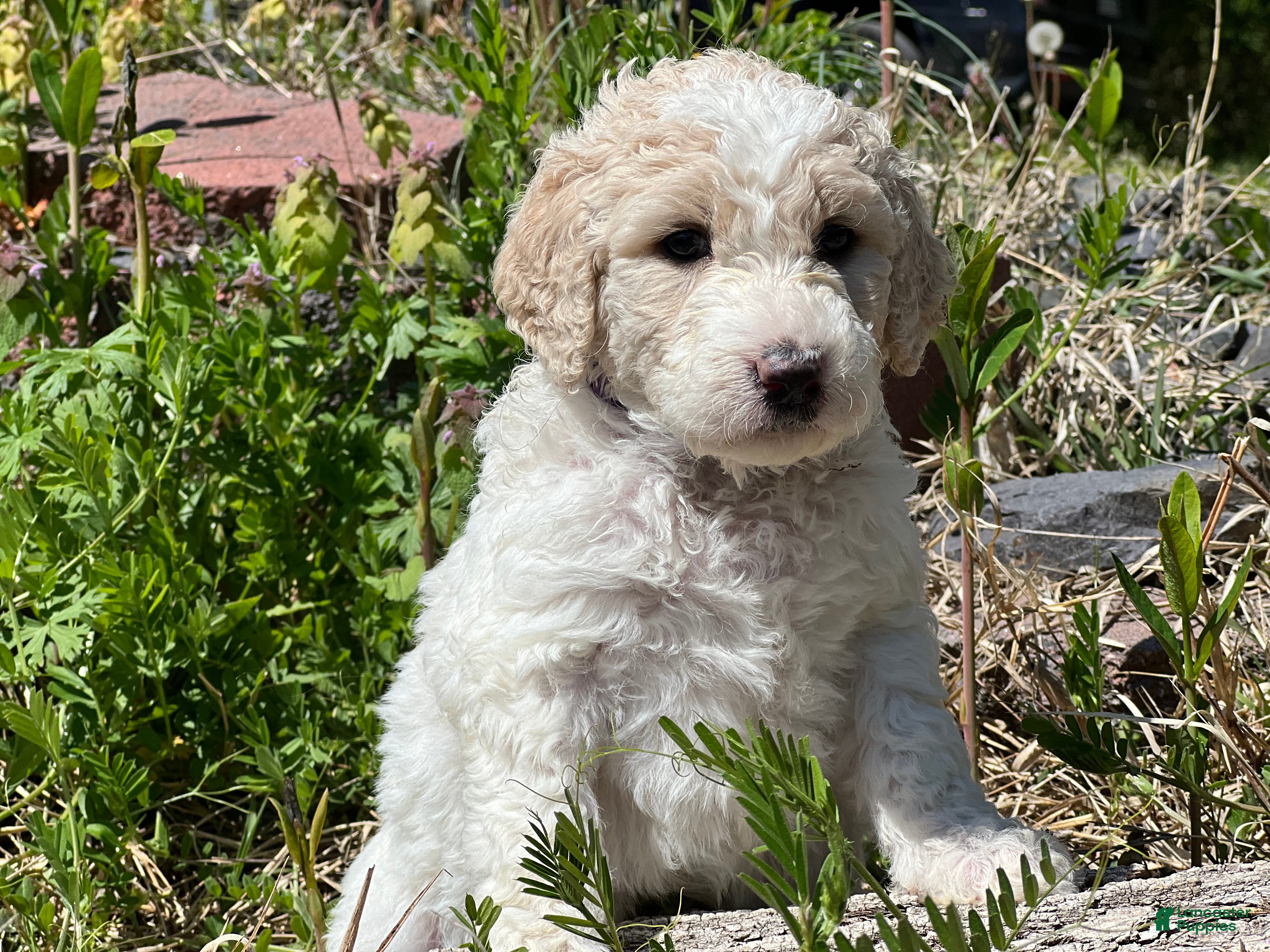 Goldendoodle dogs Bubbles, female, purple collar - Ad 1