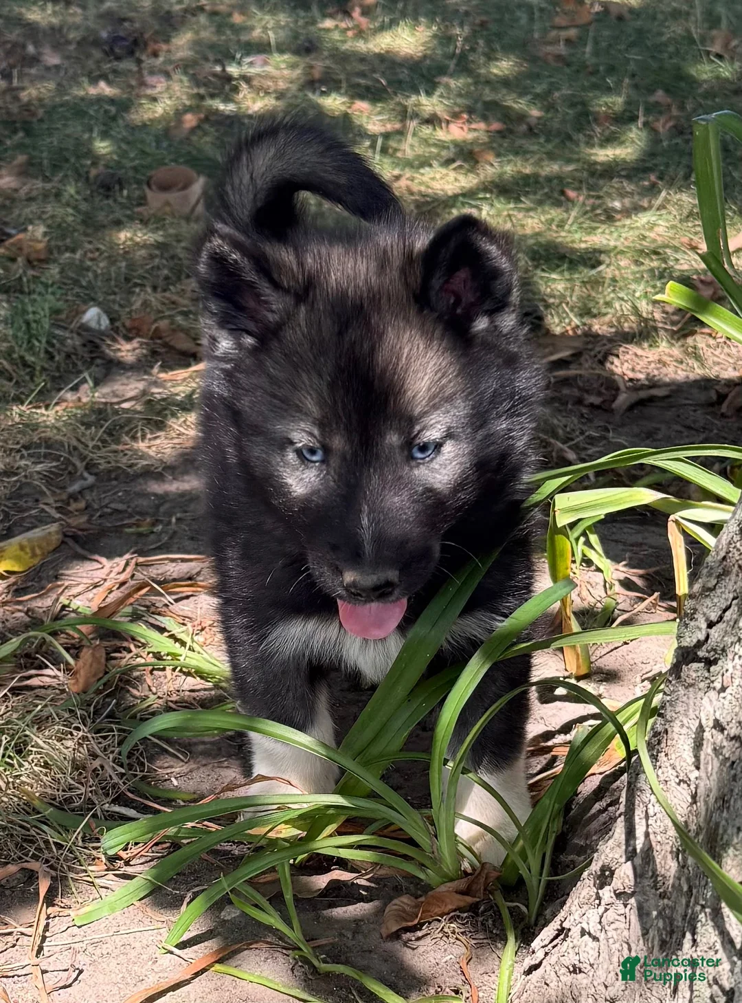 Siberian Husky dogs for sale: Siberian Husky 1 - Ad 2