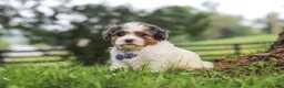 Shihpoo dogs for sale: Teddy - Ad 5