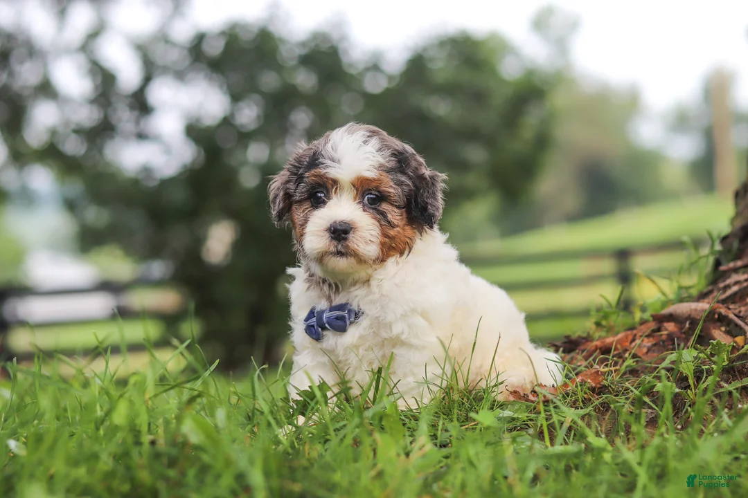 Shihpoo dogs for sale: Teddy - Ad 5