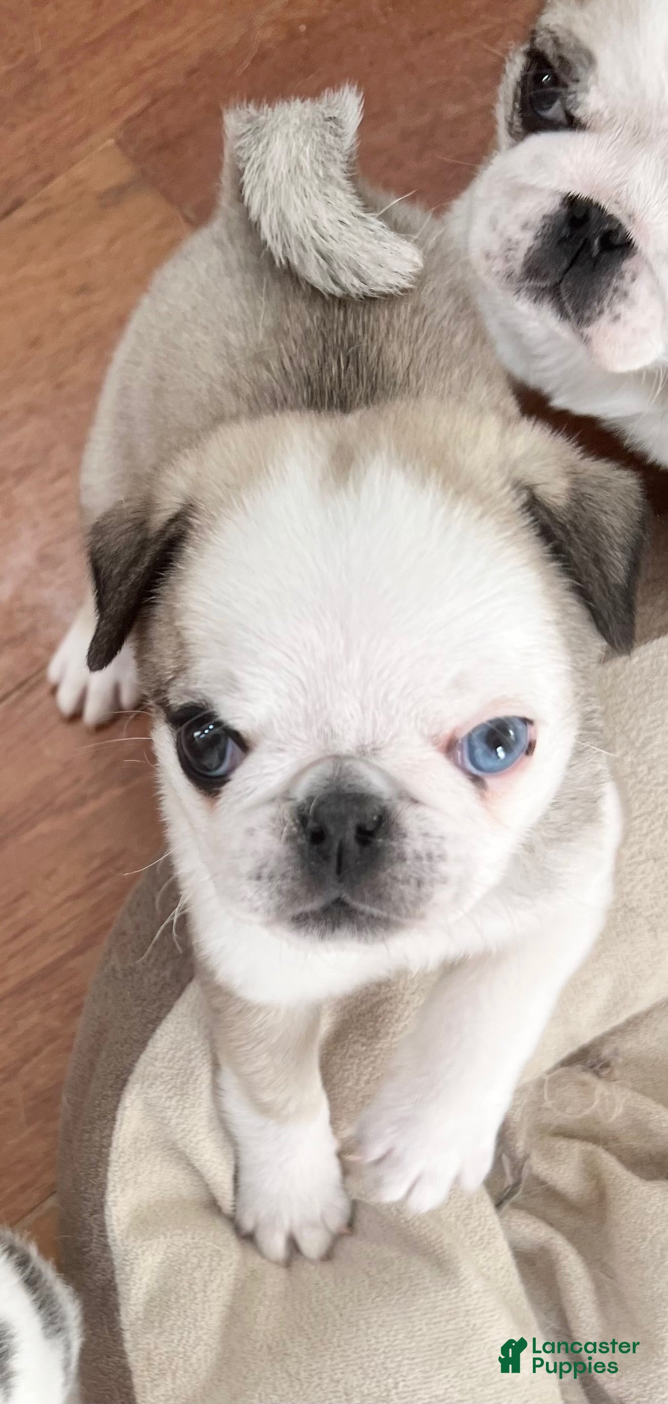 Pug dogs Odd eyed Panda fawn/white male  - Ad 37