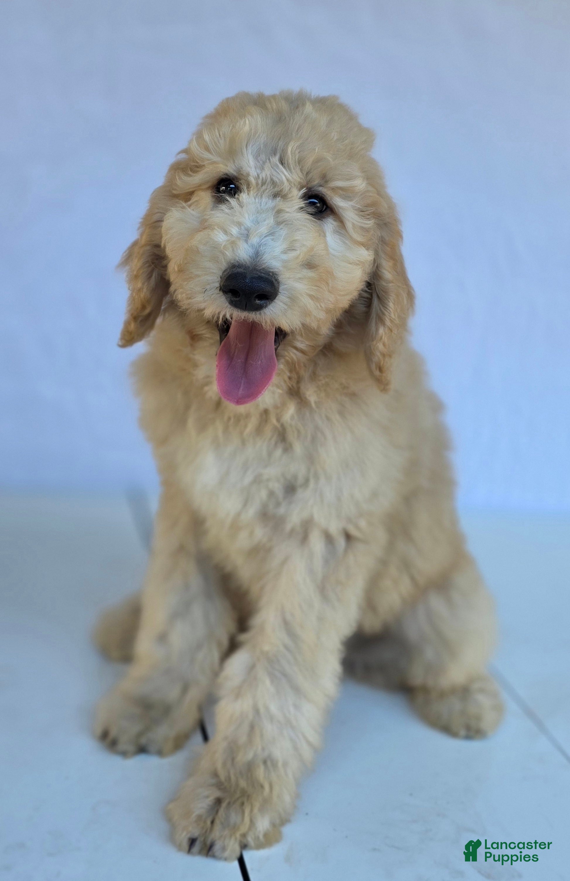 Goldendoodle dogs Biscuit - Ad 1