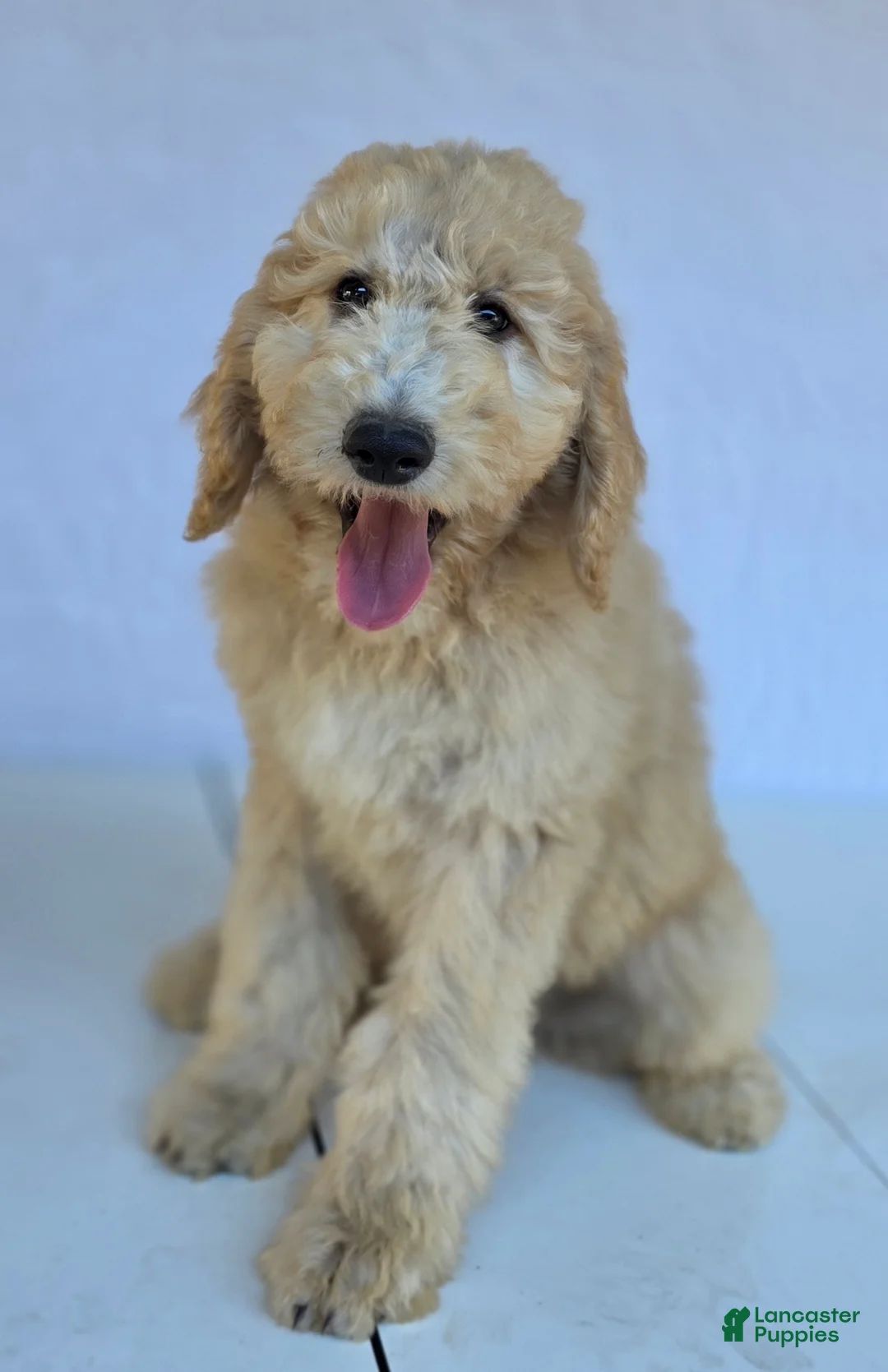 Goldendoodle dogs for sale: Biscuit - Ad 1