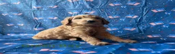 Goldendoodle dogs for sale: Teddy - Ad 1