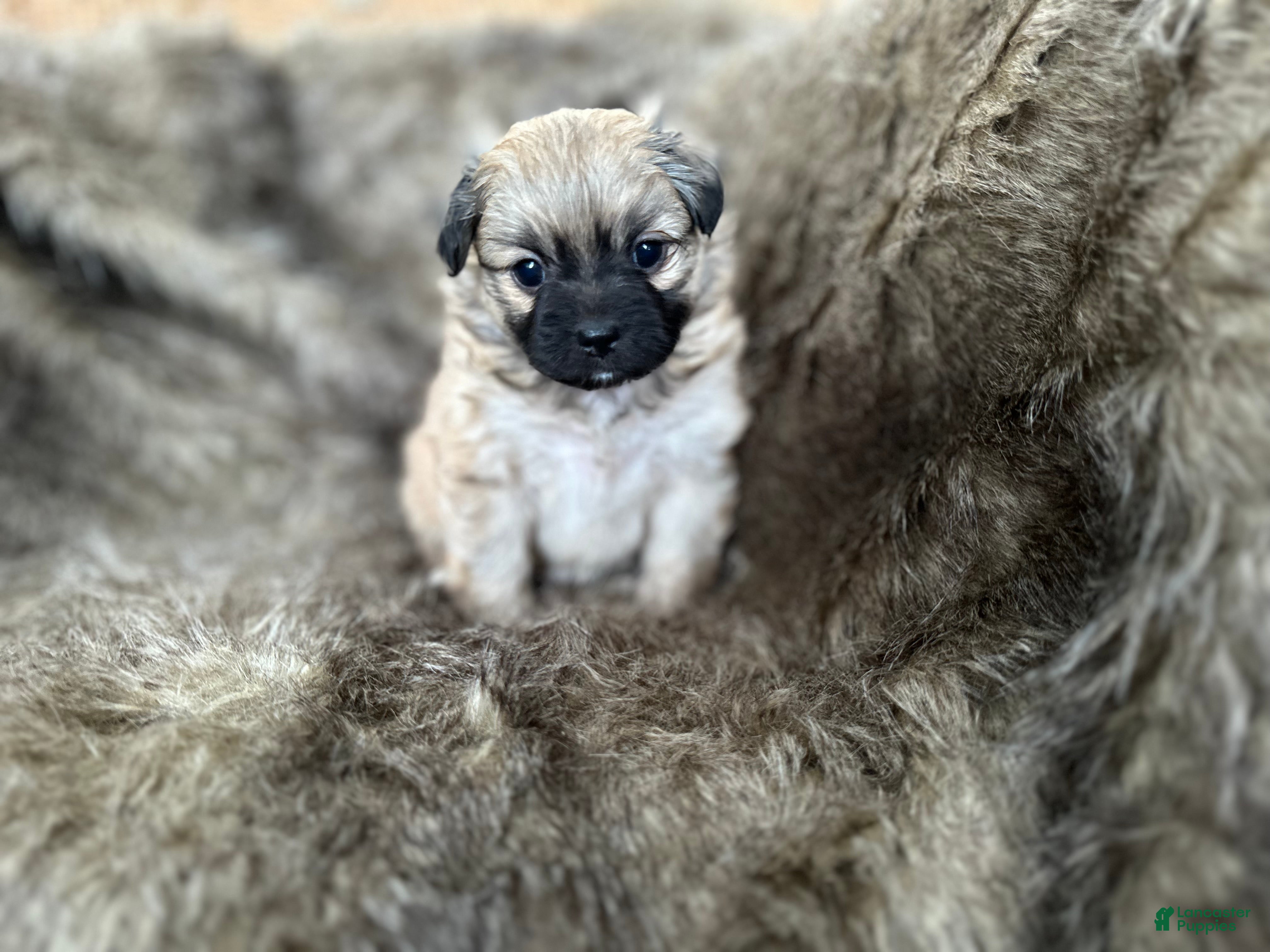 Mixed Breed dogs Potato - Ad 31