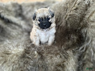 Mixed Breed dogs Potato - Ad 31