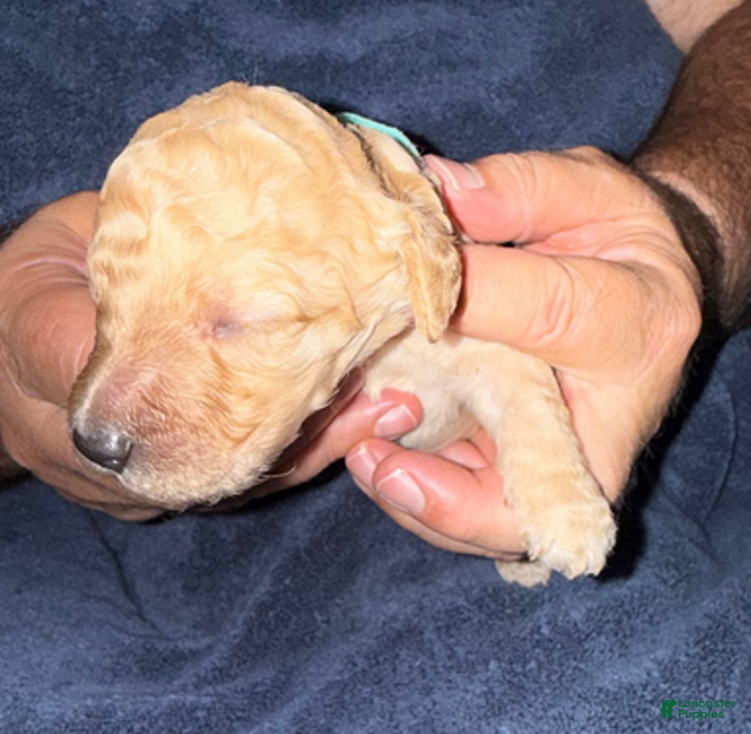Goldendoodle dogs for sale: W25 Male Teal Collar - Ad 3