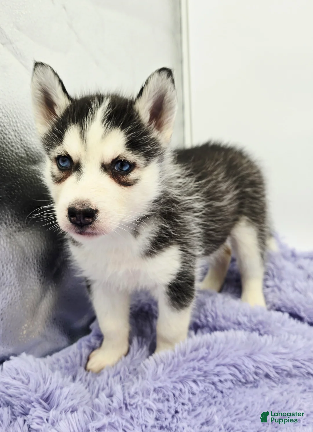 Siberian Husky dogs for sale: Chrissy - Ad 2