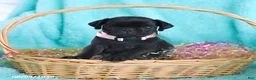 Pug dogs for sale: Bella   - Ad 3