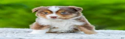 Miniature Australian Shepherd dogs for sale: Digger - Ad 4
