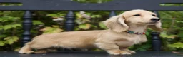 Miniature Dachshund dogs for sale: Miniature Dachshund Ivan - Ad 1