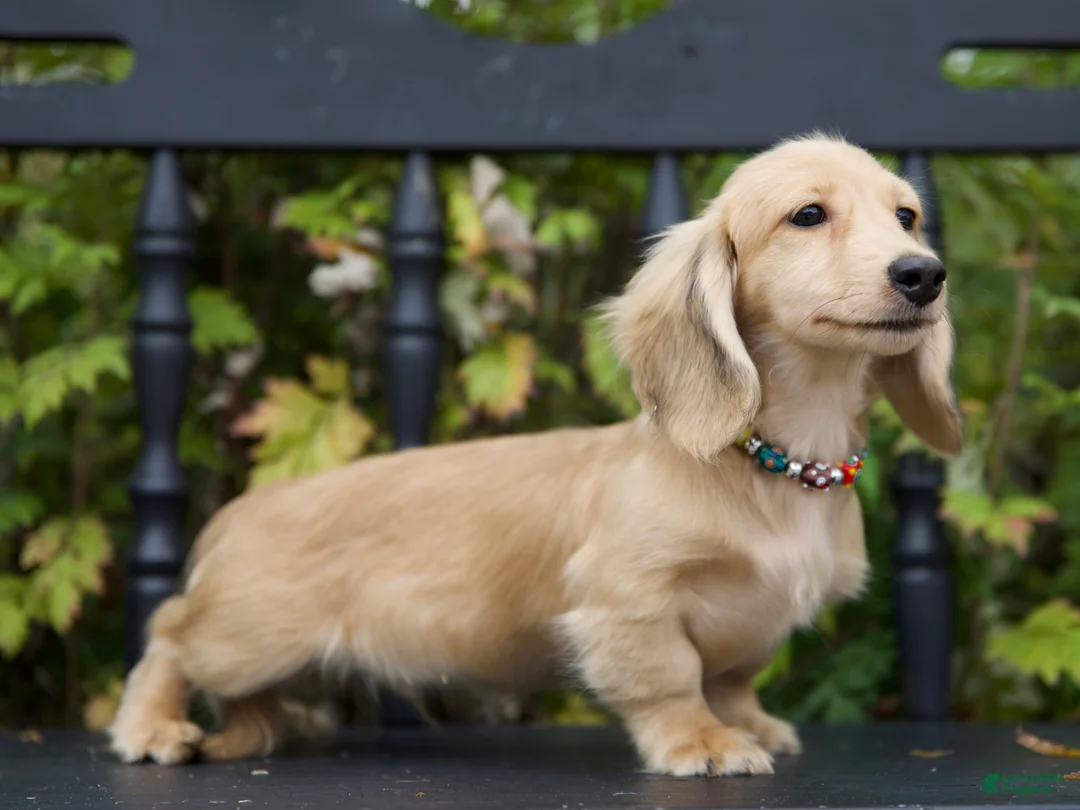 Miniature Dachshund dogs for sale: Miniature Dachshund Ivan - Ad 1