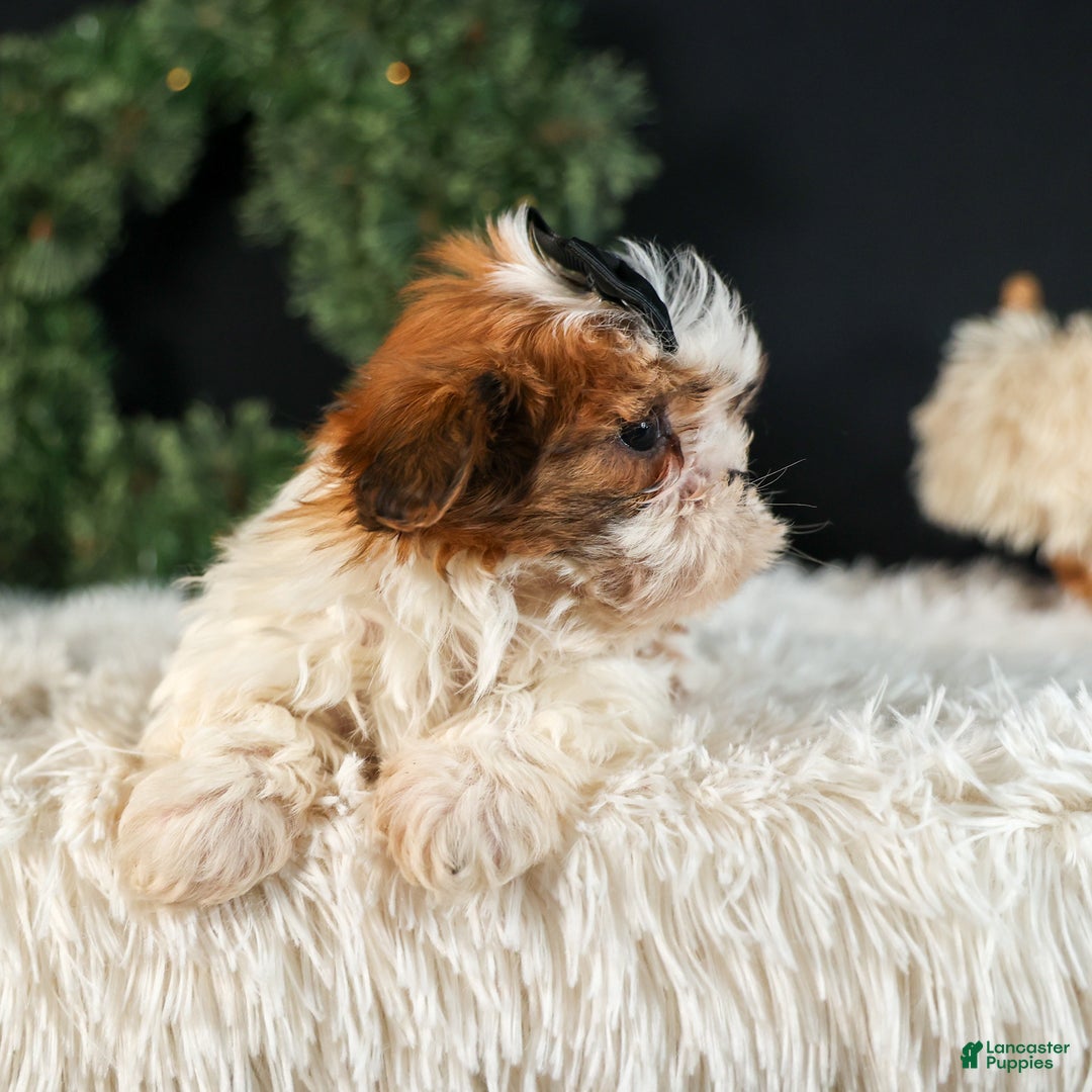 Shih Tzu dogs for sale: ROXY - Ad 2