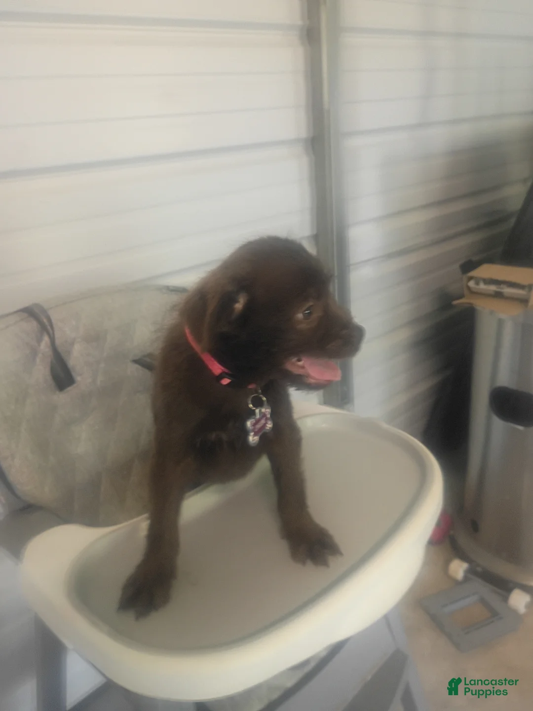 Chipoo dogs for sale: Leo - Ad 3